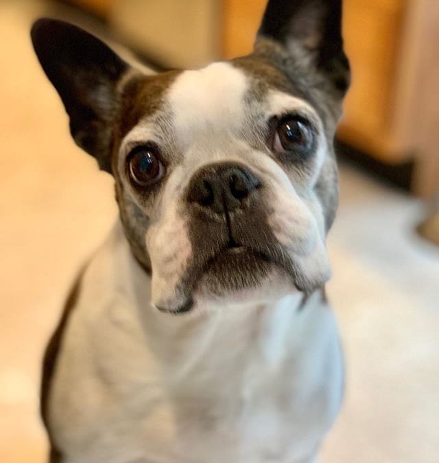Miles turns 10 today!